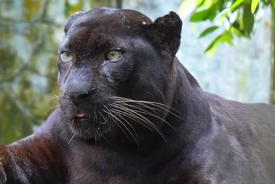 Zoo responds to social media claims about ‘chonky’ leopard