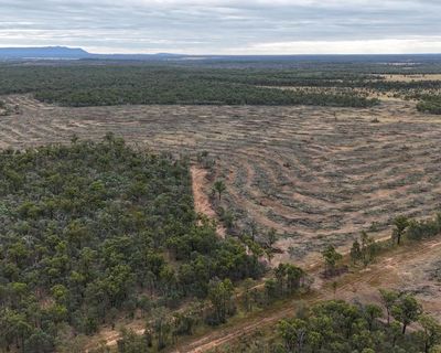 Murray Watt urged to intervene after accusations proposed Queensland coalmine clearing land in greater glider habitat