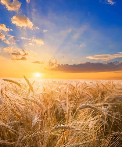 Monday Midday Price Quotes Mostly Lower for Wheat