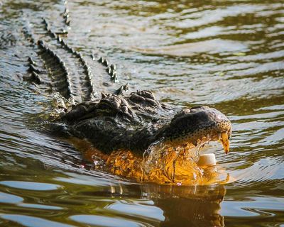 Florida Teen Survives Alligator Attack by 'Punching It in the Head'