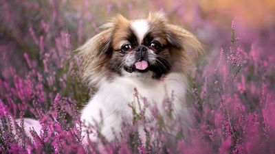 Pekingese were once cherished companions of China’s imperial family but would you want one lording over your home?