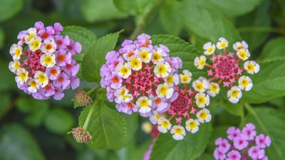 How to take lantana cuttings – July is the ideal time to propagate this pretty flower, and grow more plants for free