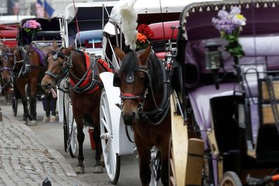 New York carriage driver acquitted of overworking horse that collapsed