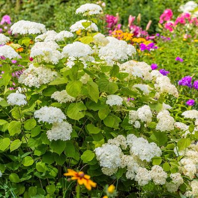 7 shrubs that thrive in wet soil – experts share the plants that will flourish even if your garden is boggy and waterlogged