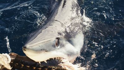 Shark Week team discovers unusual 'black makos' off California coast