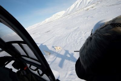 The Eye-opening Science Of Close Encounters With Polar Bears