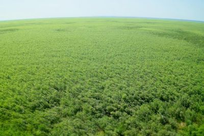 In Ukraine’s bombed out reservoir a huge forest has grown – is it a return to life or a toxic timebomb?