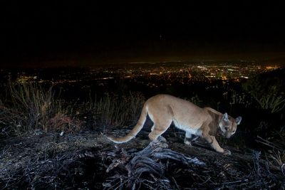 Child airlifted to hospital after mountain lion attack on popular National Park trail