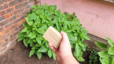 Gardeners urged to put a bar of soap in the yard this summer — and it’s not as strange as it sounds
