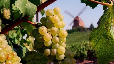 Traffickers jailed for up to four years for abusing champagne grape pickers