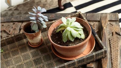 5 places to never grow succulents – they'll cause yellowing, shrivelling, and could even kill off your plant