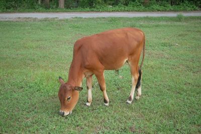 Cattle Look to Tuesday After New Highs on Monday