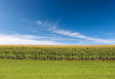 Corn Pullback Continues on Tuesday Morning