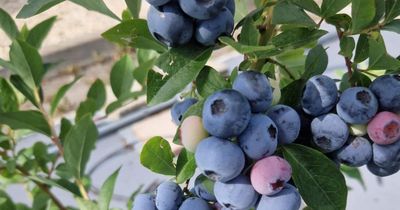'People will taste the difference': First UK-bred blueberry flourishes in Scotland