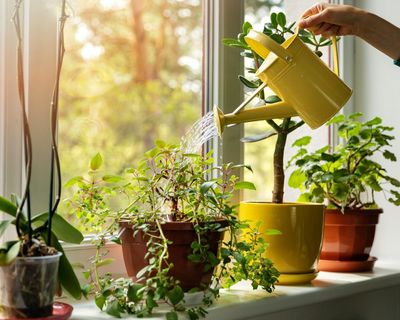 14 ways to keep your houseplants alive while you’re on holiday (and how to revive them when you get back)