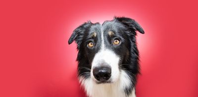 Dog thefts: what really happened during the COVID pandemic