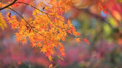 Can you change the color of Japanese maples? Here's what actually affects their vibrant foliage, and what you can do to help