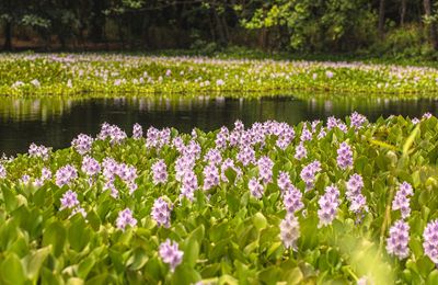 7 Innocent-Looking Plants That Are Banned in Some States