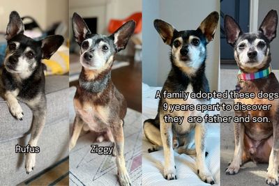 Family adopts shelter dog and learns he’s the father of their late pup