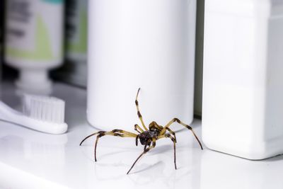 The Quiet Threat: 5 Home Areas That Are Hidden Pest Hotspots Near Kids