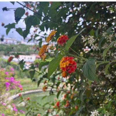 How to grow lantana for vibrant, bee-friendly blooms