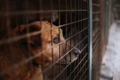 Family get amazing surprise after adopting shelter dog