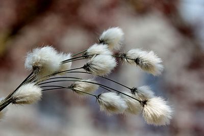 Famous Last Words? Cotton Not Doing Much
