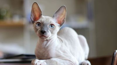 The curly-haired Cornish Rex comes with bat-like ears and a lovable persona