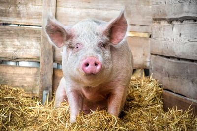 Hogs Post Mixed Trade on Tuesday