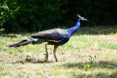 Famous peacocks and peahens ‘stolen’ from historic hotel