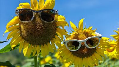 If you hoped Oakley Meta's 3K camera quality would destroy Ray-Ban Meta's 1080p cameras, you might be disappointed