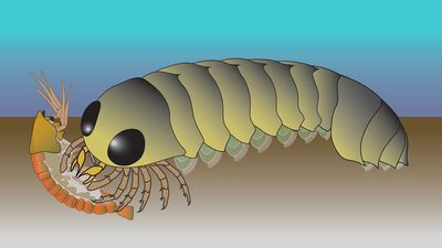 'Backward' brain of ancient sea creature hints spider ancestors evolved in the ocean