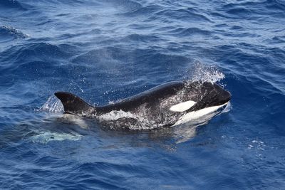 British sailors warned after killer whales ram boat off coast of northern Spain