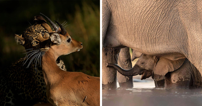 70 Wildlife Moments Captured By Greg Du Toit That Might Make You Fall In Love With Africa