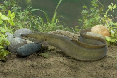 ‘Eel lanes’ being created in South Downs rivers to assist 4,000-mile migration