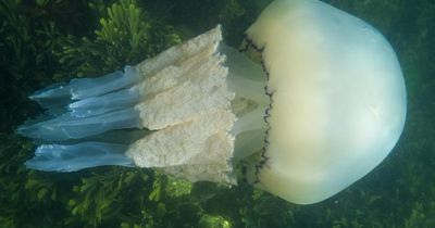 Teenage boy rescued after being stranded on rock surrounded by jellyfish