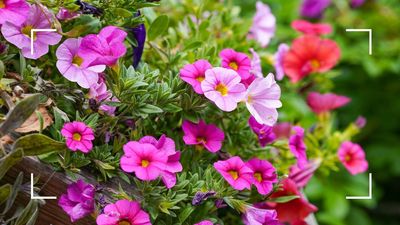 How to deadhead petunias: expert guidance to enjoy extended blooms