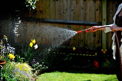 Hosepipe ban: Botanist reveals which plants to save and which to sacrifice