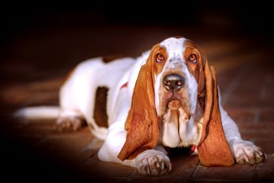 5 Dog Breeds That Are Surprisingly Useless as Guard Dogs