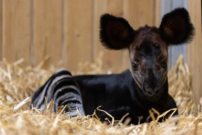 Rare and endangered okapi calf is ‘thriving’ at Dublin Zoo