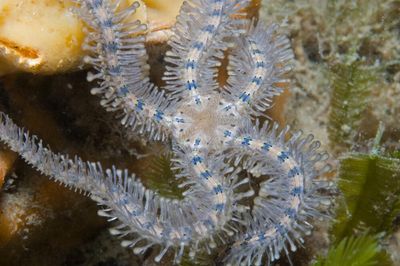Ancient ‘alien’ brittle stars linked to relatives across the globe by a deep-sea evolutionary superhighway