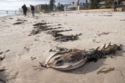 SA’s algal bloom ‘one of the worst marine disasters in living memory’, and driving force could rival black summer, experts say