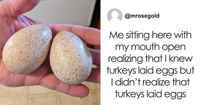 There’s Only One Reason Why Folks Don’t Really Eat Turkey Eggs And It Doesn’t Have To Do With Taste