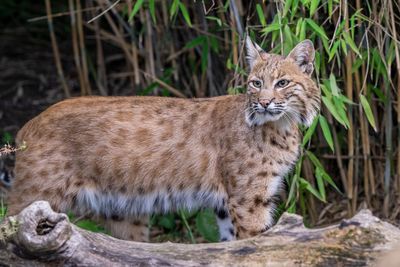 Last of rare cats rescued from shut down sanctuary permanently rehomed