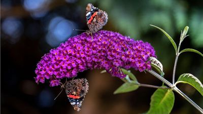 How to prune buddleia – garden experts reveal the best methods and exact timing to encourage bountiful blooms