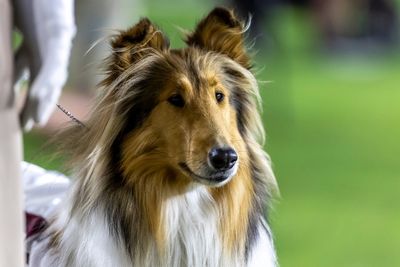 Texas A&M's collie mascot Reveille X has eye removed after glaucoma diagnosis