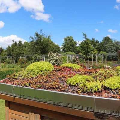 Thinking about a green roof? I asked the pros for their ultimate beginner tips from installation and costs to maintenance and what you should plant