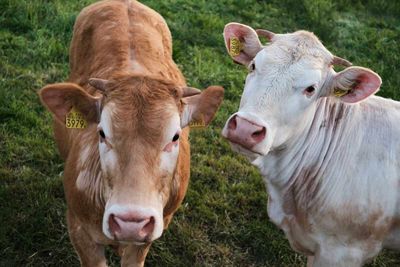 Cattle Hit New Contract Highs on Wednesday