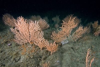 Public urged to back ban on destructive fishing in protected areas