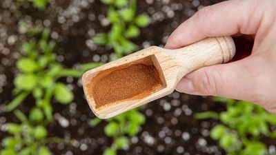 Pest expert says you should use cinnamon in your home to deter flying ants — here’s why